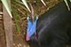 Cassowary